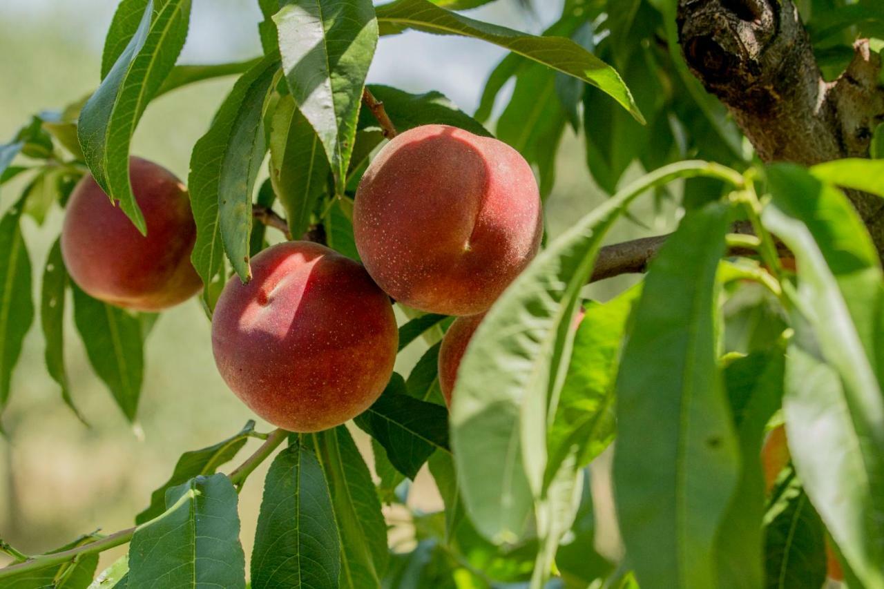 Il Vecchio Gelso - Agriturismo Rimini Montefiore Conca别墅 外观 照片
