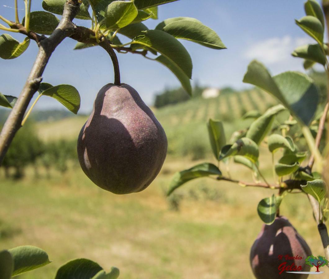 Il Vecchio Gelso - Agriturismo Rimini Montefiore Conca别墅 外观 照片