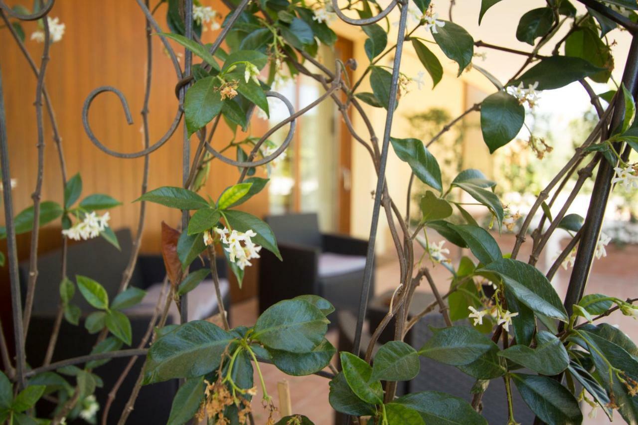 Il Vecchio Gelso - Agriturismo Rimini Montefiore Conca别墅 外观 照片